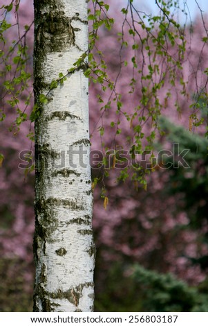 Beautiful spring floral background in a park, with colorful tree blossoms and aspen trees