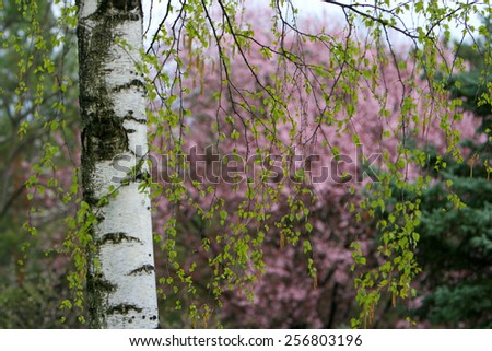 Beautiful spring floral background in a park, with colorful tree blossoms and aspen trees