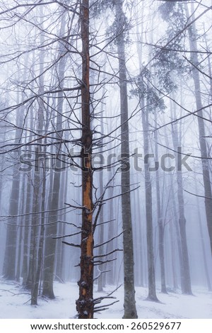 Abstract scenery with birch trees in the forest, snow and fog, in winter