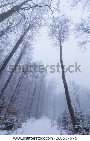 Abstract scenery with birch trees in the forest, snow and fog, in winter