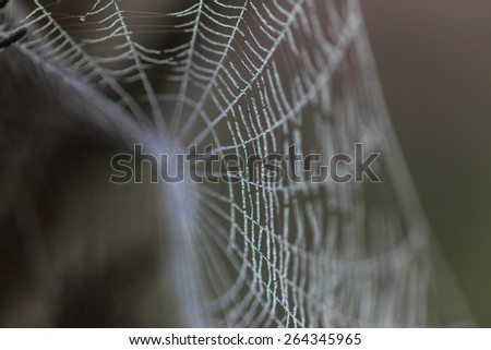 Spider web covered in water droplets -selective blur