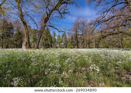 Beautiful spring scenery in a forest, with wild flower blooms