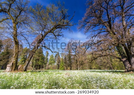 Beautiful spring scenery in a forest, with wild flower blooms