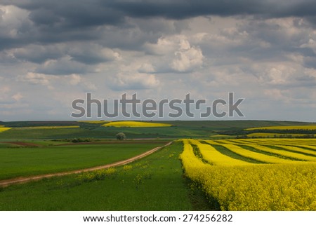 Canola fields in remote rural area