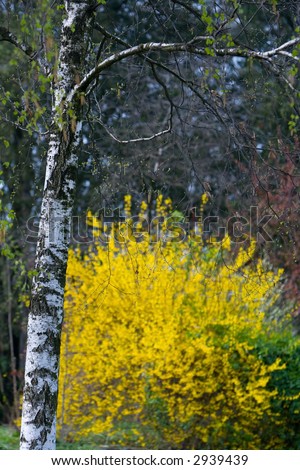 Birch tree branches on yellow background