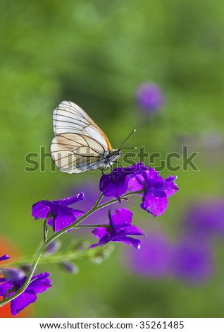 Black Veined White Aporia Butterfly On Purple Flower St