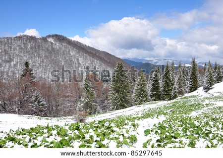 Scenic landscape in mountain and snow.Green grasses and white snowball.