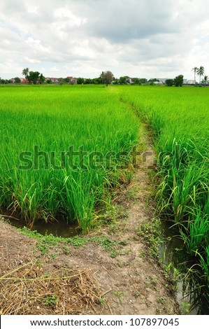 Path in Green field, Green field, Asia paddy field