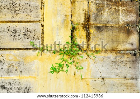 Cement wall with plant