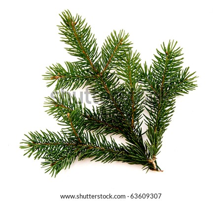 pine branch texture