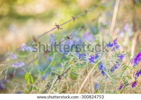 Barbed wire fence in a flower field