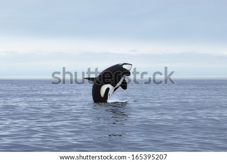 Orca Making High Jump, Kamchatka, Northwest Pacific