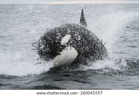 Killer whale hunting salmon