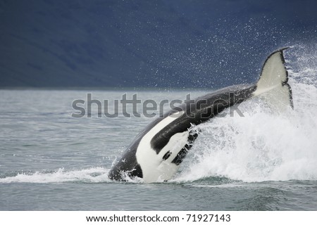 Killer whale in the wild hunting on salmon near in Northwest Pacific, Kamchatka