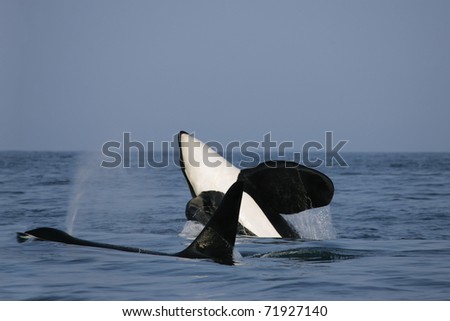 two killer whale males in the wild, one is jumping