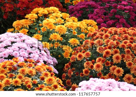 Beautiful flowers of chrysanthemums