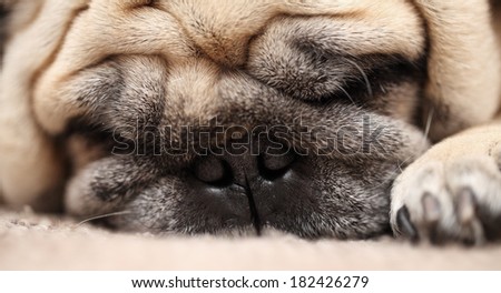 Dog. Pug. Sleeping dog. Folded wrinkled muzzle sleeping dog breed pug.