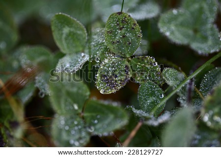 Dew on leaves. Macro of water drops. Water drop from green leaf on summer background