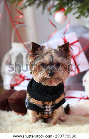 Dog under the tree. New Year\'s gift - a puppy. Yorkshire Terrier Christmas present.
