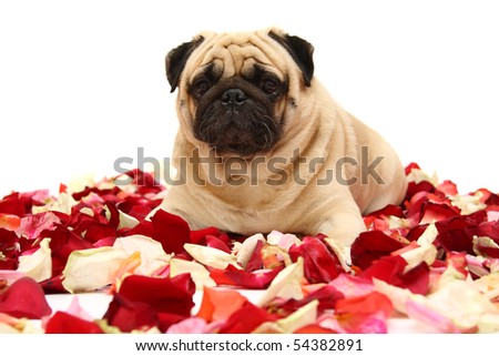 Rose Pugs