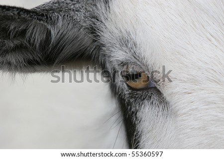 Eye of the Goat - closeup of one eye and ear of a goat.