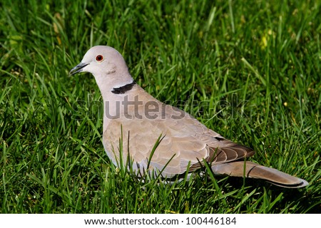 Eurasian Collared Dove Profile