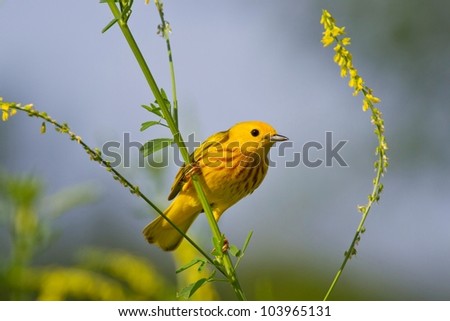 Yellow Warbler Perched In Complementary Colored Foliage