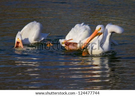 Two Playful White Pelicans/Hey, I\'m Talking To You!
