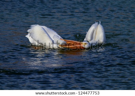 Two Playful White Pelicans/Hold Your Breath, We\'re Going Under