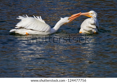 Two Playful White Pelicans/Not Another Sound Out Of You!