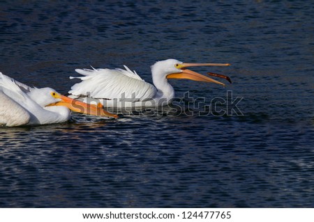 Two Playful White Pelicans/Catch Me If You Can