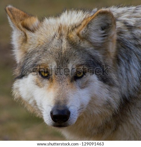 Mexican Gray Wolf Close Up Head Shot