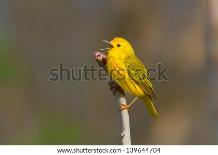 Male Yellow Warbler Perched On Branch Singing