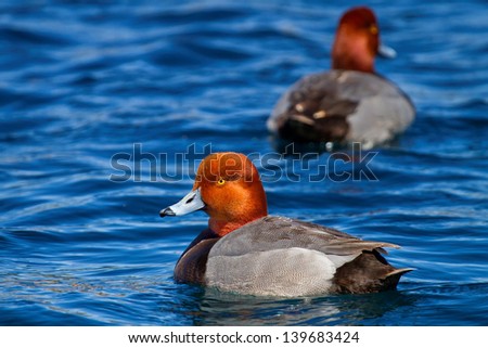 Pair Of Male Red Headed Ducks