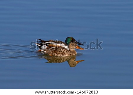 Pair Of Northern Shoveler Ducks Swimming Side By Side With Clear Water Reflection