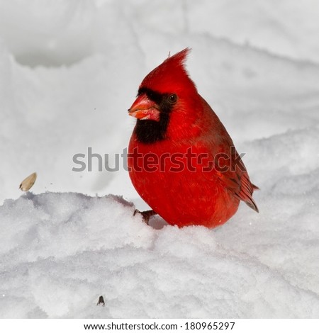Bright red male northern cardinal foraging in the snow for seed.