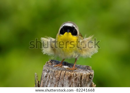 Male Common Yellow Throat  Warbler On Tree Stump Having A Bad Hair Day