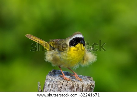 Male Common Yellow Throat  Warbler On Tree Stump Having A Bad Hair Day