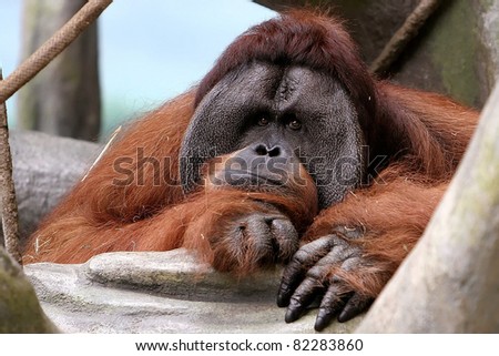Orangutan In Deep Thought Pose