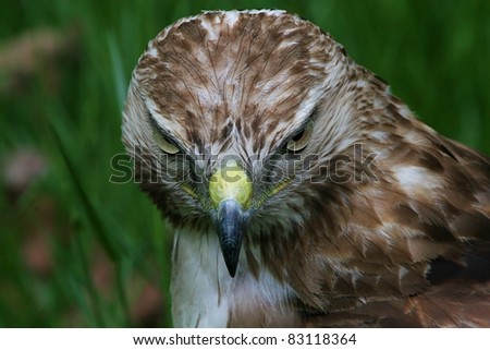 Close Up Frontal Head Shot Of Red Tailed Hawk.