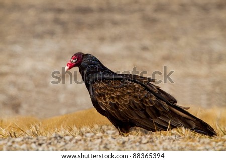 Clear Shot Of Turkey Vulture On The Ground