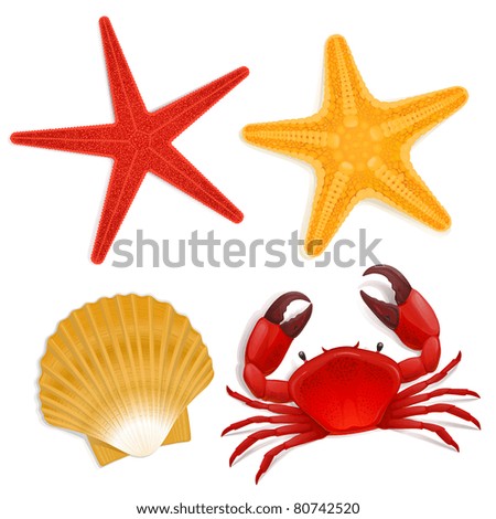 Summer sea life creatures star fish shell red crab Summer sea life creatures star fish shell red crab