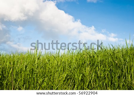green field of grass