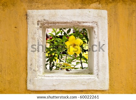 Yellow flower behind a window in a stone colored wall