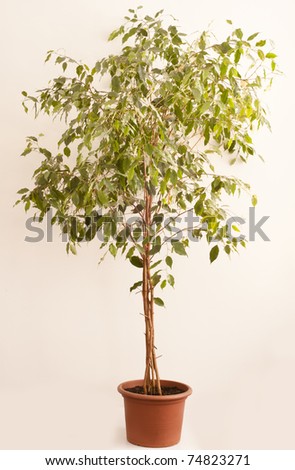 Flourishing ficus tree