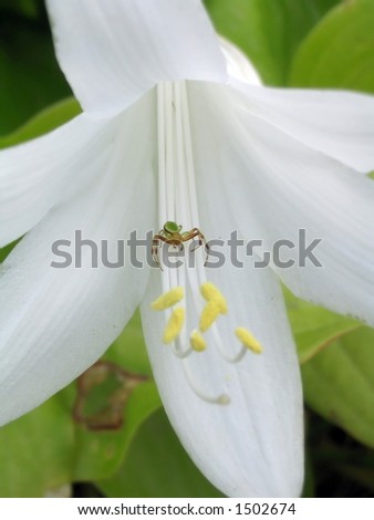 Small spider on white lily