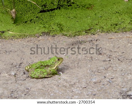 Green frog ashore lake, coated of green algae