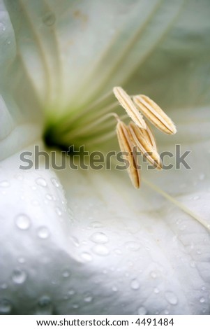 White madonna lily. Macro view