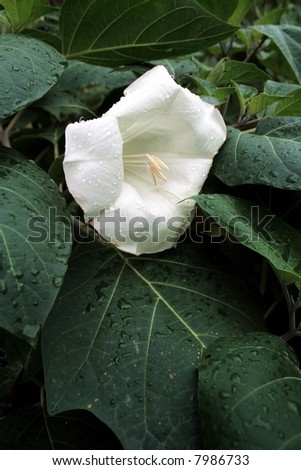 White madonna lily on flowerbed