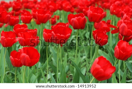Series of the natural textures (Red tulips)